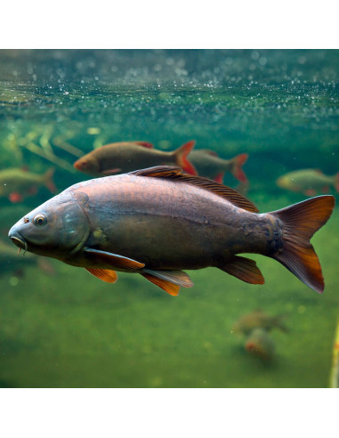 Carpe commune (Cyprinus carpio Commune) 10-12cm