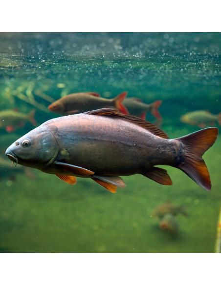 Carpe commune (Cyprinus carpio Commune) 10-12cm