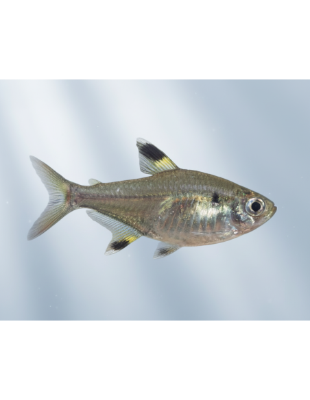 Tétra x-ray (Pristella maxillaris) 2-2,5cm