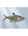 Pristella Maxillaris 2-2,5cm