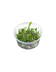 Microsorum pteropus 'Petit' - In Vitro Cup  - 1