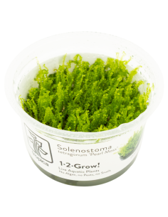 Solenostoma tetragonum "Pearl Moss"  - In Vitro Cup  - 1