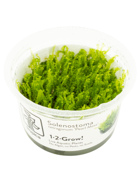 Solenostoma tetragonum "Pearl Moss"  - In Vitro Cup  - 1