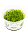 Solenostoma tetragonum "Pearl Moss"  - In Vitro Cup  - 1