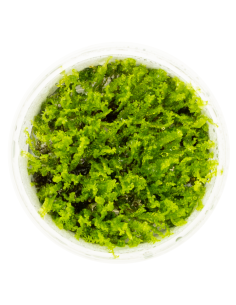 Solenostoma tetragonum "Pearl Moss"  - In Vitro Cup  - 1 2