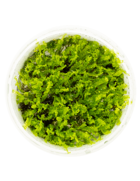 Solenostoma tetragonum "Pearl Moss"  - In Vitro Cup  - 2