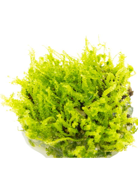 Solenostoma tetragonum "Pearl Moss"  - In Vitro Cup  - 3