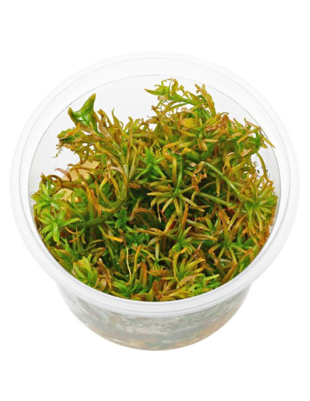 TROPICA Rotala rotundifolia 'Blood Red' 1-2-Grow! limited edition - Aquabota.com
