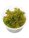 TROPICA Rotala rotundifolia 'Blood Red' 1-2-Grow! limited edition - Aquabota.com
