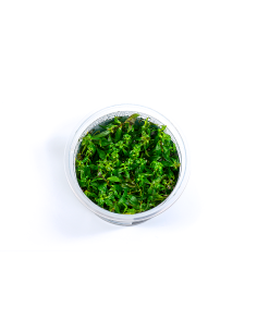 Ludwigia ovalis in vitro - Aquabota.com 2