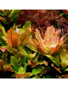Ludwigia ovalis in vitro - Aquabota.com