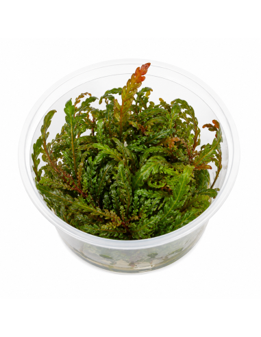 Hygrophila pinnatifida - In vitro 5,75 €