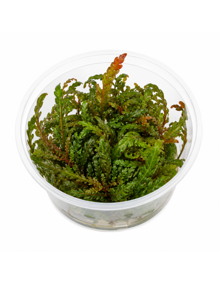 Hygrophila pinnatifida - In vitro 5,75 €