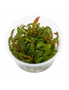 Hygrophila pinnatifida - In vitro 5,75 €