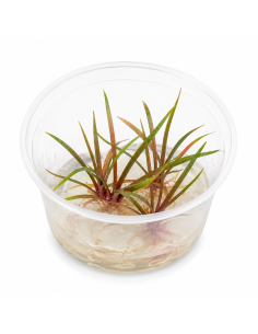 Eriocaulon quinquangulare - In Vitro Cup  - 1