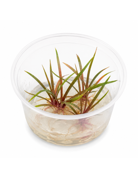 Eriocaulon quinquangulare - In Vitro Cup  - 1