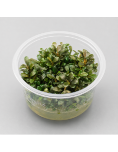 Bucephalandra kedagang "Mini Round" - In vitro - 1
