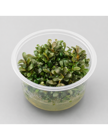 Bucephalandra kedagang "Mini Round" - In vitro - 1