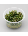 Bucephalandra kedagang "Mini Round" - In vitro - 1