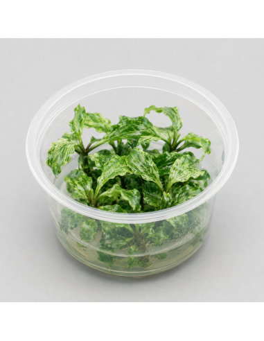 Bucephalandra ' Kedagang' In vitro - Aquabota.com