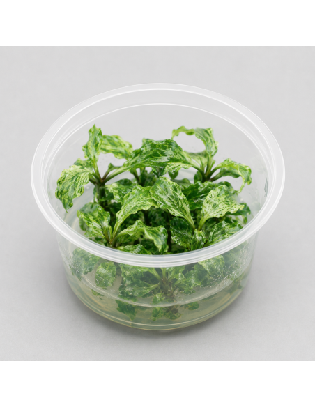 Bucephalandra ' Kedagang' In vitro - Aquabota.com