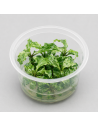 Bucephalandra ' Kedagang' In vitro - Aquabota.com