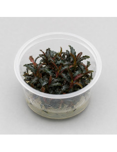 Bucephalandra Godzilla  - In vitro AquaBota