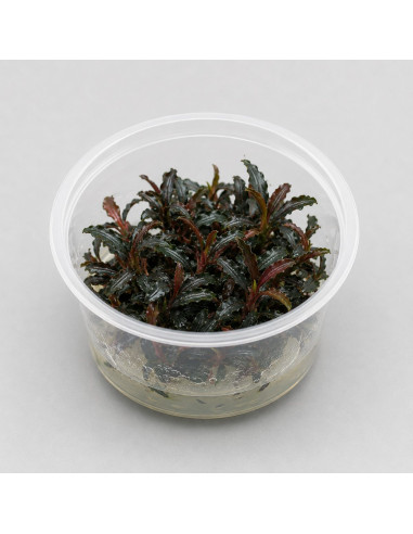 Bucephalandra Godzilla  - In vitro AquaBota
