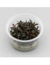 Bucephalandra Godzilla  - In vitro AquaBota