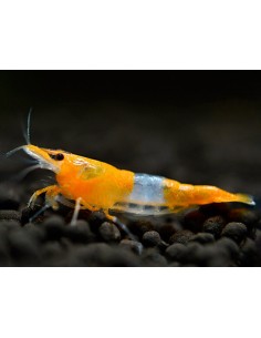 Necaridina davidi  Rili Orange Tail