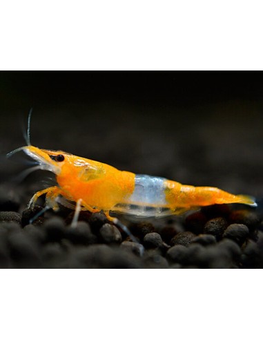 Necaridina davidi  Rili Orange Tail