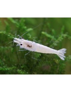 Crevette Snowstorm (Neocaridina palmata "Snowstorm") 1-1,5cm