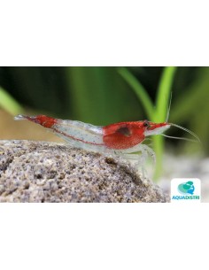 Neocaridina Heteropoda Red  Rili 1-1,5cm