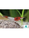 Neocaridina Heteropoda Red  Rili 1-1,5cm