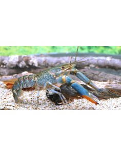 Four-horned cichlid
