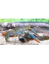 Cherax quadricarinatus