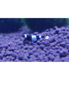 Caridina sp. cf. cantonensis Panda