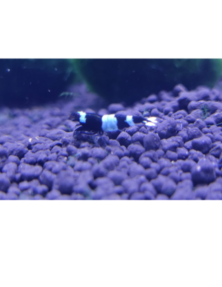 Crevette Panda (Caridina sp. cf. cantonensis "Panda")