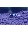 Crevette Panda (Caridina sp. cf. cantonensis "Panda")