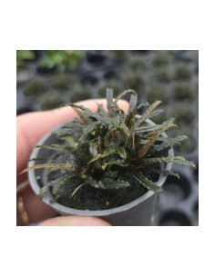 Bucephalandra Theia - Aquabota.com 2