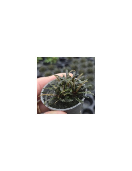 Bucephalandra Theia - Aquabota.com