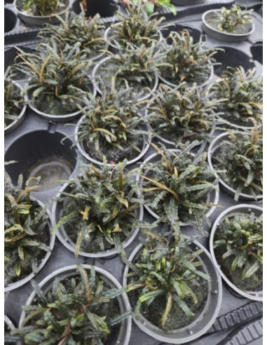 Bucephalandra Theia - Aquabota.com
