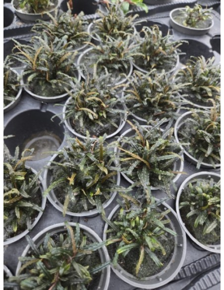 Bucephalandra Theia - Aquabota.com