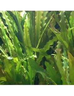 Aponogeton crispus 4,75 €