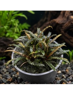 Bucephalandra Theia - Aquabota.com