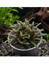 Bucephalandra Theia - Aquabota.com