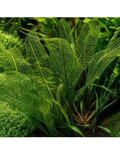 Aponogeton fenestralis 4,75 €