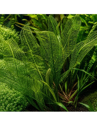 Aponogeton fenestralis 4,75 €
