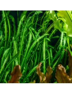 Aponogeton longiplumulosus - Aquabota.com