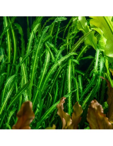 Aponogeton longiplumulosus 4,95 €